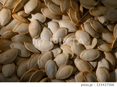Harvesting pumpkin seeds reveals a treasure trove of natural delicacies on a sunny autumn day Harvesting pumpkin seeds reveals a treasure trove of natural delicacies on a sunny autumn day 133437566