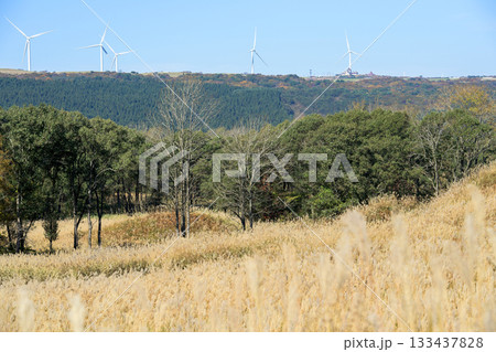 草原の里100選　ススキで一面覆われる秋の冬師湿原と遠く高原の風車群　秋田県 133437828