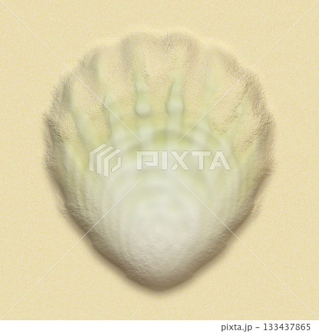 Single scallop shell rests under the summer sun on light-colored sand, viewed from above. 133437865