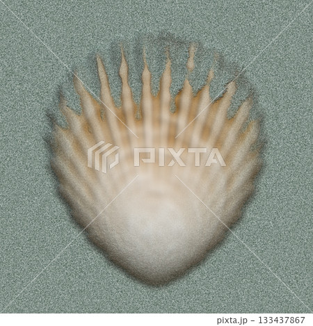 Single scallop shell rests under the summer sun on light-colored sand, viewed from above. 133437867