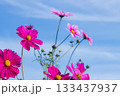 コスモスと青空 133437937