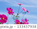 コスモスと青空 133437938