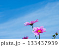 コスモスと青空 133437939