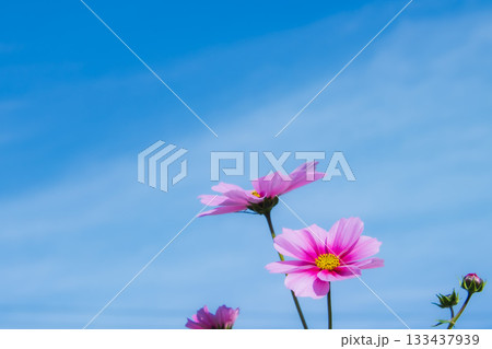 コスモスと青空 133437939