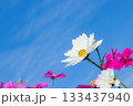 コスモスと青空 133437940