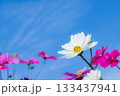 コスモスと青空 133437941