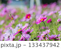 コスモス畑 133437942