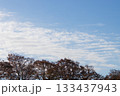 並木と青空 133437943