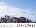 並木と青空 133437944