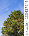 紅葉し始めるアカマツと青空 133437946