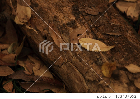 晩秋の足跡 133437952