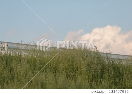 土手から見る雲 133437953