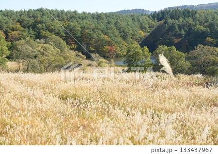 ススキで一面覆われる秋の冬師湿原　秋田県 133437967