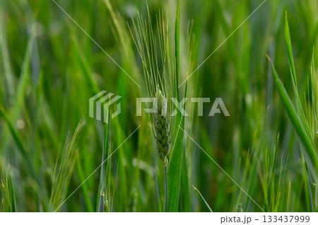Lush green wheat field during the golden hour showcasing nature's growth and agricultural beauty in the countryside 133437999