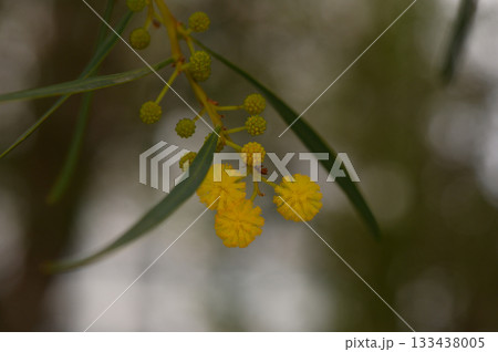 Bright yellow blossoms peek through delicate green leaves in a serene natural setting under soft sunlight 133438005