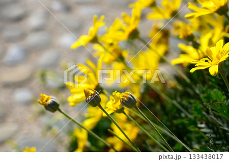 Golden flowers bloom vibrantly in a charming garden under the warm sun 133438017