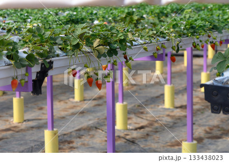 Growing strawberries in a modern greenhouse with vibrant plants and a focus on sustainable agriculture practices Growing strawberries in a modern greenhouse with vibrant plants and a focus on sustainable agriculture practices 133438023