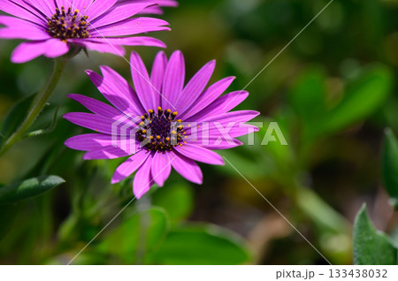 Blooming purple daisies dancing in the warm sunlight, capturing the essence of spring in a vibrant garden landscape 133438032