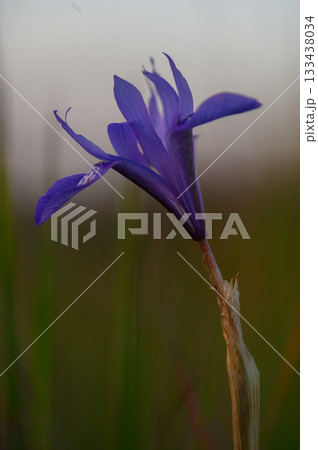 Purple wildflower blooms elegantly under soft evening light in a serene meadow, capturing nature's delicate beauty and tranquility 133438034