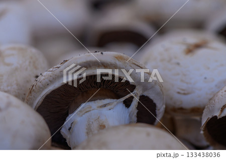 Freshly harvested mushrooms piled together, showcasing their unique textures and earthy tones 133438036