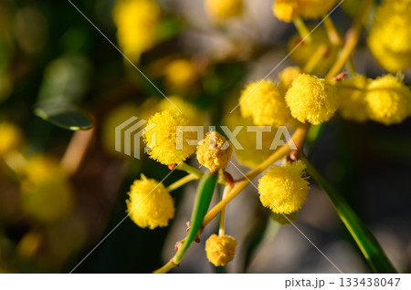 Bright yellow flowers bloom under the warm sun, creating a vibrant display of nature's beauty Bright yellow flowers bloom under the warm sun, creating a vibrant display of nature's beauty 133438047