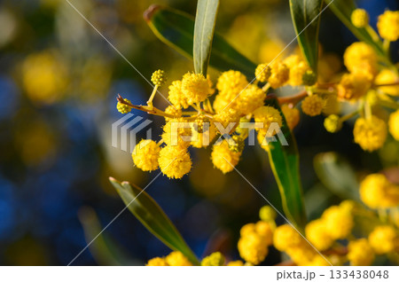Vibrant yellow blossoms create a stunning display against a bright blue sky in early spring nature Vibrant yellow blossoms create a stunning display against a bright blue sky in early spring nature 133438048
