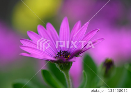 Blooming violet petals catch sunlight in a vibrant garden during spring, inviting nature's beauty into view and captivating onlookers with their charm 133438052