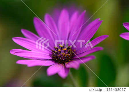 Delicate purple flower blooms under the warm sunlight in a lush garden, inviting bees and butterflies to visit Delicate purple flower blooms under the warm sunlight in a lush garden, inviting bees and butterflies to visit 133438057