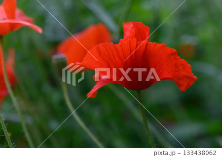 Vibrant red poppies sway gently in the breeze under a soft spring sun, creating a stunning display of nature's beauty in a lush field 133438062