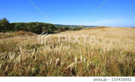 草原の里100選　ススキで一面覆われる秋の冬師湿原と遠く高原の風車群　秋田県 133438081
