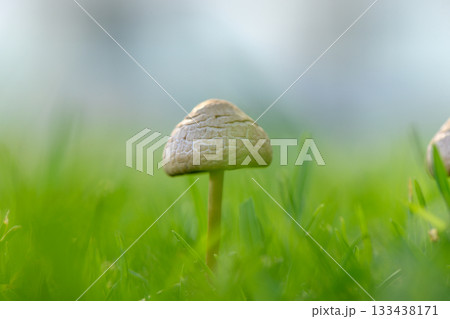 Delicate mushroom emerging from lush grass under gentle sunlight in a serene natural setting Delicate mushroom emerging from lush grass under gentle sunlight in a serene natural setting 133438171