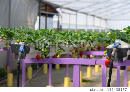Vibrant strawberry plants thriving in hydroponic greenhouse during sunny afternoon Vibrant strawberry plants thriving in hydroponic greenhouse during sunny afternoon 133438177