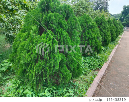 Park walkway bordered by lush Morpankhi (Thuja) bushes on both sides, ornamental evergreen hedge landscaping, beautiful green garden path, serene decorative belt in outdoor nature trail, public park Park walkway bordered by lush Morpankhi (Thuja) bushes on both sides, ornamental evergreen hedge landscaping, beautiful green garden path, serene decorative belt in outdoor nature trail, public park 133438219