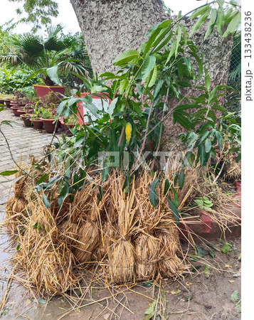 Grafted mango plants in nursery, rootstock and scion joined with tape, healthy saplings with green leaves, ready for plantation, commercial fruit tree propagation, agricultural horticulture concept 133438236