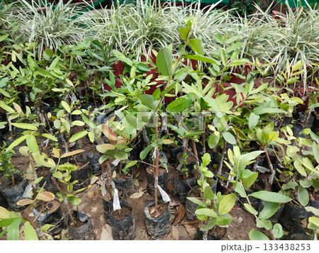 Grafted guava plants in nursery polybags ready for plantation, healthy young saplings with green leaves, commercial fruit tree propagation via rootstock and scion, farm gardening horticulture concept 133438253