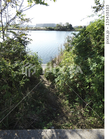 多摩川河川敷の草むらを抜けて水辺へと続く秘密の小道(けもの道) 多摩川河川敷の草むらを抜けて水辺へと続く秘密の小道(けもの道) 133438383