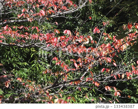 背景の常緑樹の緑に映える鮮やかに紅葉した桜の葉（桜紅葉） 133438387