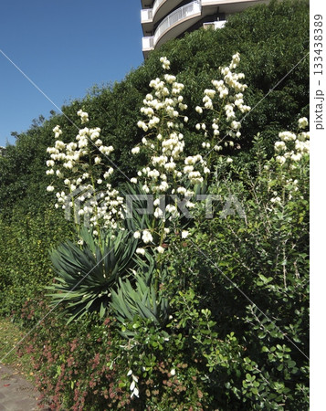 青空の下、マンションの植え込みに高く咲くアツバキミガヨラン（ユッカ）の花 133438389