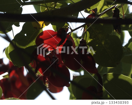 逆光に透けて鮮やかな赤色に輝くアメリカデイゴ（カイコウズ）の花 133438393