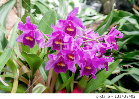鮮やかな紫色のコチョウラン【胡蝶蘭】 鮮やかな紫色のコチョウラン【胡蝶蘭】 133438402