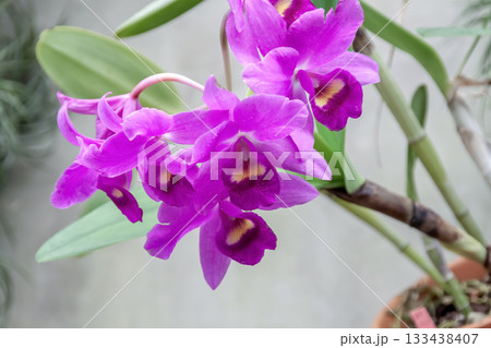 鮮やかな紫色のコチョウラン【胡蝶蘭】 鮮やかな紫色のコチョウラン【胡蝶蘭】 133438407