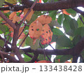 虫食いの紅葉 133438428