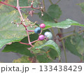 冬の枯れ木に僅かに実るノブドウの実 133438429