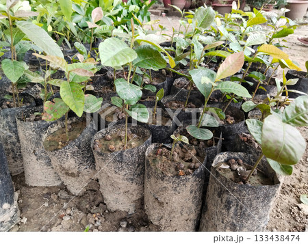 Guava Nursery Saplings in Plastic Bags: Healthy Young Plants Ready for Orchard and Farming, Early Stage Growth, Perfect for Gardeners to Grow Organic Fruit and Achieve Maximum Yield with Easy Care 133438474