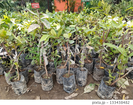 Grafted guava plants in nursery polybags ready for plantation, healthy young saplings with green leaves, commercial fruit tree propagation via rootstock and scion, farm gardening horticulture concept 133438482