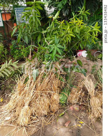 Grafted mango plants in nursery, rootstock and scion joined with tape, healthy saplings with green leaves, ready for plantation, commercial fruit tree propagation, agricultural horticulture concept 133438492