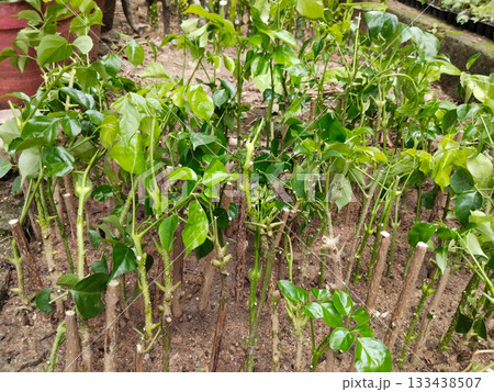 Stem cuttings propagated in nursery soil; rows of thick-stemmed plants sprouting green leaves for easy grow, garden or landscape use. Stem cuttings propagated in nursery soil; rows of thick-stemmed plants sprouting green leaves for easy grow, garden or landscape use. 133438507