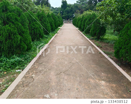 Park walkway bordered by lush Morpankhi (Thuja) bushes on both sides, ornamental evergreen hedge landscaping, beautiful green garden path, serene decorative belt in outdoor nature trail, public park 133438512