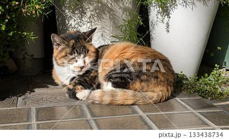 ねこ 133438734