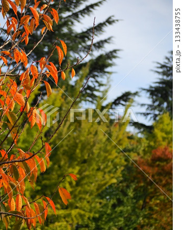 サクラの紅葉 サクラの紅葉 133438755